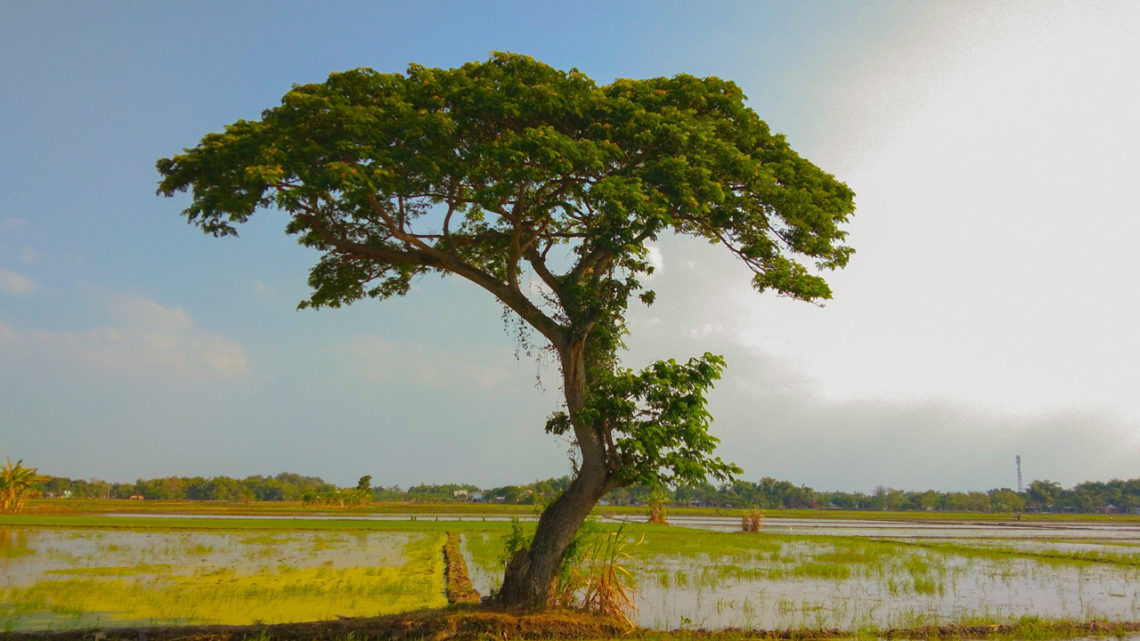 5 Fungsi Penting Pohon bagi Kota Bojonegoro