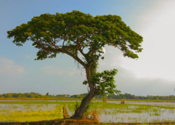 5 Fungsi Penting Pohon bagi Kota Bojonegoro