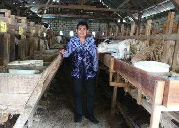 Lulus Kuliah, Pemuda ini Pilih Menggembala Kambing