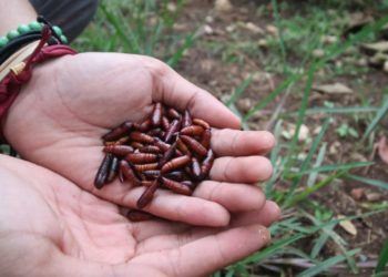 Uniknya Kuliner Enthung Jati Khas Bojonegoro