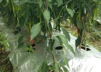 5 Resep Sederhana Berkebun Cabai versi Jurnaba