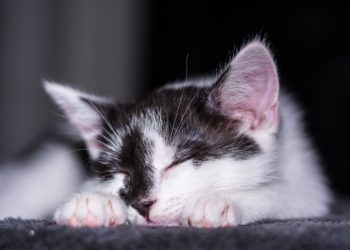 5 Alasan Bangun Kesiangan, Nomor 3 Sering Banget Kamu Lakukan