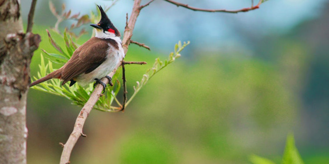 Refleksi Diri di Hari Flora dan Fauna Internasional Jurnaba
