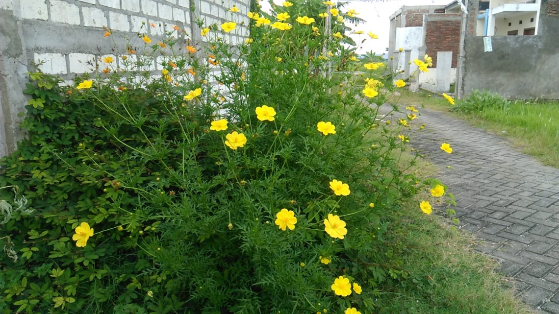 5 Manfaat Menanam Kenikir bagi Kehidupan Kita