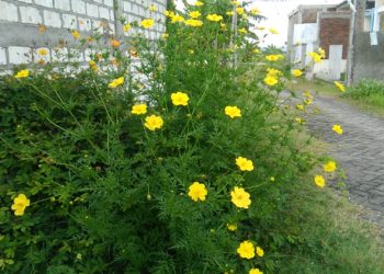 5 Manfaat Menanam Kenikir bagi Kehidupan Kita