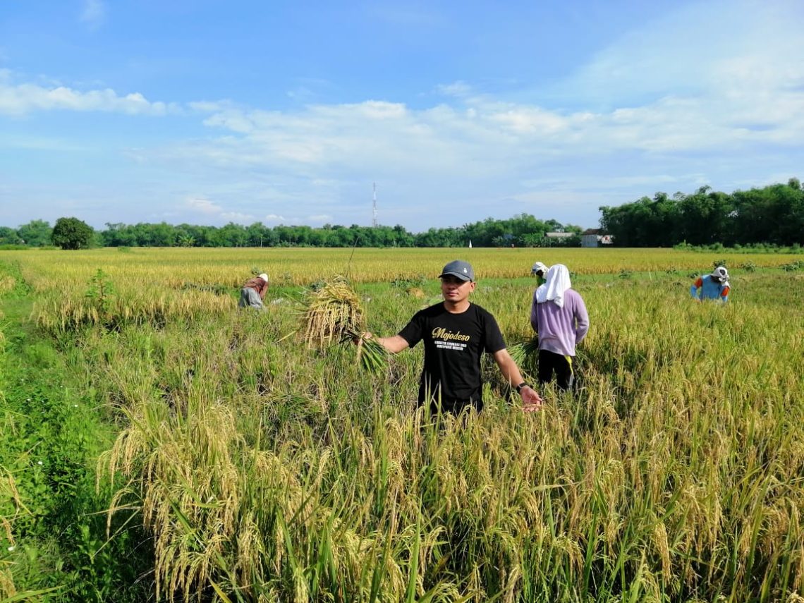 Merayakan Panen Padi Organik di Desa Mojodeso
