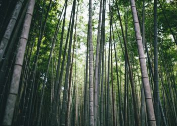 Peran Bambu dalam Menjaga Sungai Bengawan Solo dari Erosi