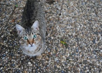 Kucing di Kantor Kami dan Bagaimana Ia Malu-malu Manusia