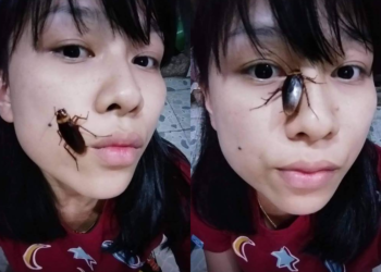 #CockroachChallenge dan Kenapa Kita Mesti Belajar dari Kecoak