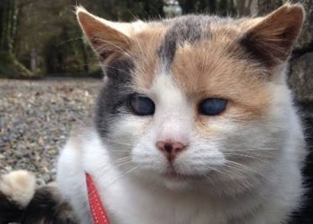 Ibnu Bashad dan Seekor Kucing Buta