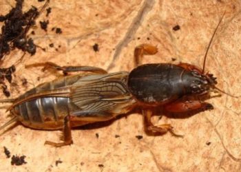 Saat Sunan Kalijaga Menyambung Kepala Orong-orong