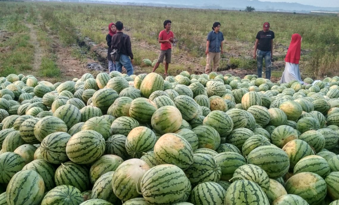 Desa Sumengko, Kampung Semangka di Kota Bojonegoro
