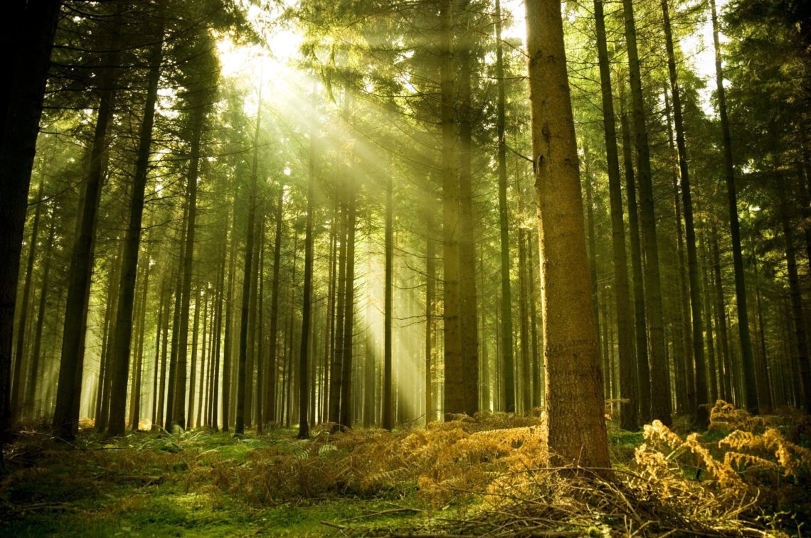 Hutan Bubulan dan Pemuda Indie Pecandu Senja Sejati