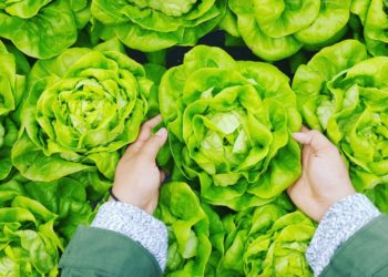 Pentingnya Penanaman Organik dalam Optimalisasi Lahan Pertanian