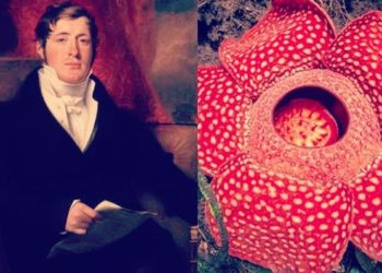 Tentang Thomas Raffles dan Bunga Bangkai yang Harum