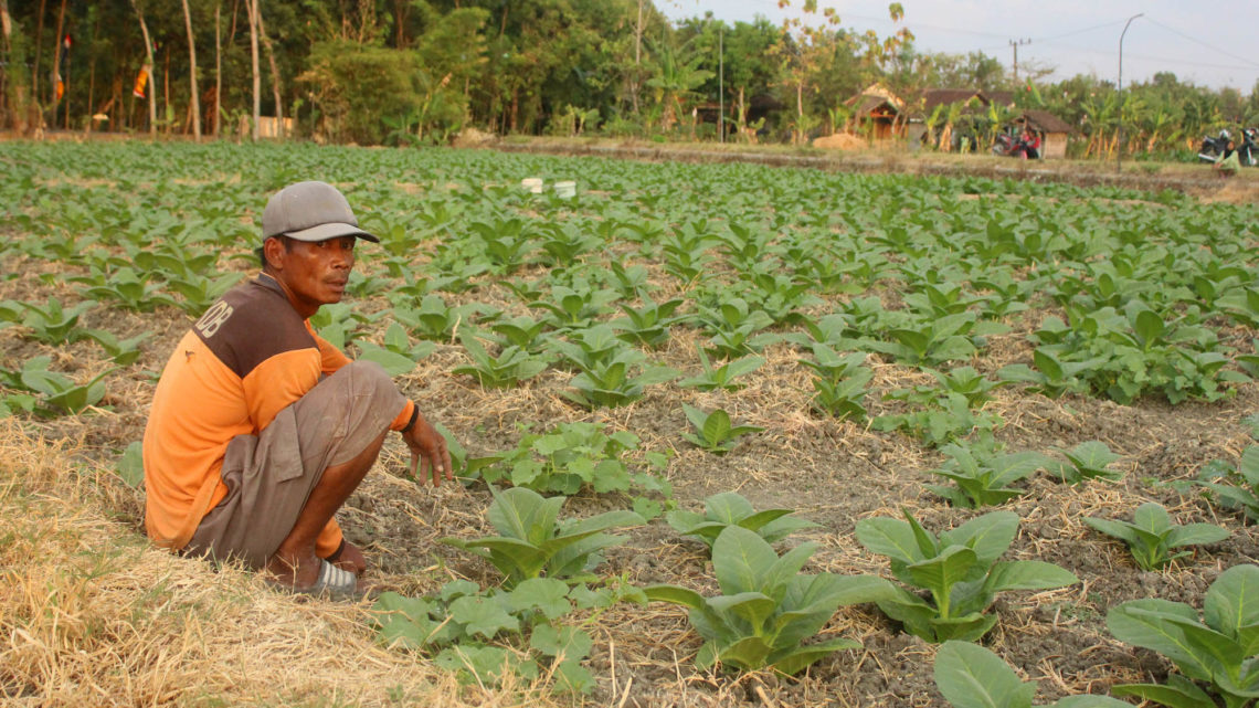 Menengok Aktivitas Petani Tembakau di Bojonegoro