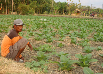 Menengok Aktivitas Petani Tembakau di Bojonegoro