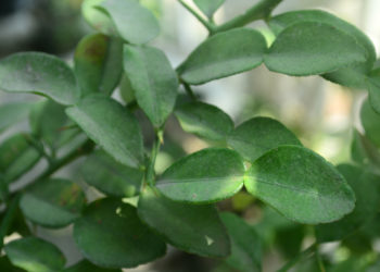 5 Manfaat Tanaman Toga bagi Masyarakat