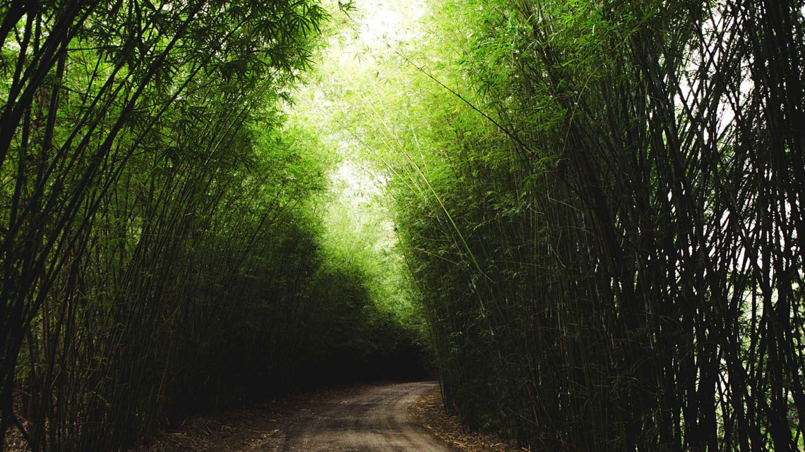 Benarkah Rumpun Bambu adalah Rumah Hantu?