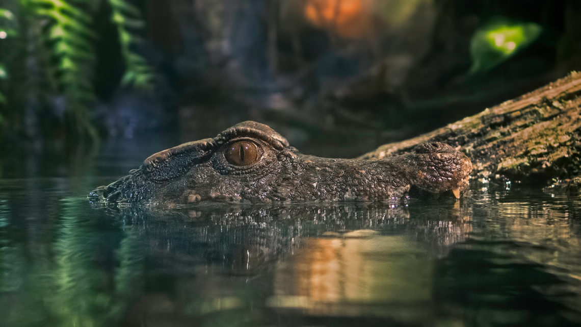 Buaya Tua dan Seni untuk Tidak Melakukan Apa-apa