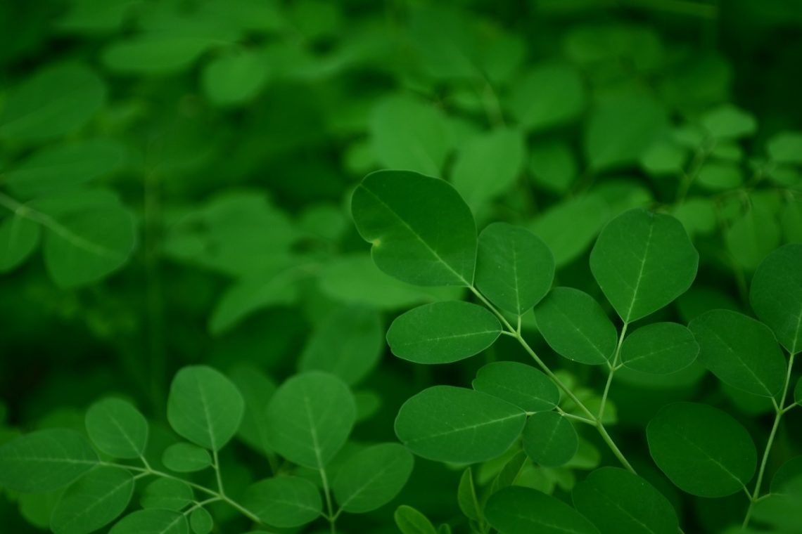 Meningkatkan Kualitas dan Kuantitas ASI lewat Daun Kelor