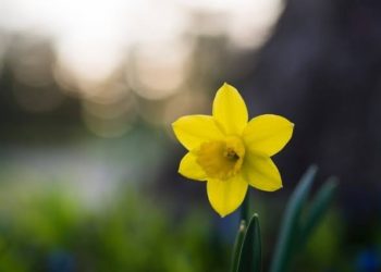 Perihal Cinta dan Pemaaf yang Mulia