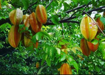 Belajar dari Tembang Ilir-Ilir Sunan Kalijaga