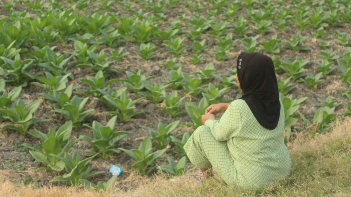 Produk Tembakau Bojonegoro dan Kebudayaan Masyarakat