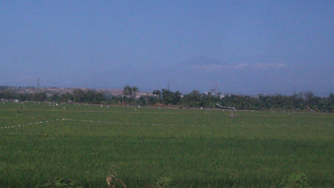 Mengenal Konsep Sawah Apung sebagai Solusi Petani Masa Kini