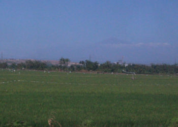 Mengenal Konsep Sawah Apung sebagai Solusi Petani Masa Kini