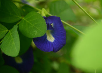 Menguak 5 Manfaat Kesehatan dari Telang atau Blue Pea