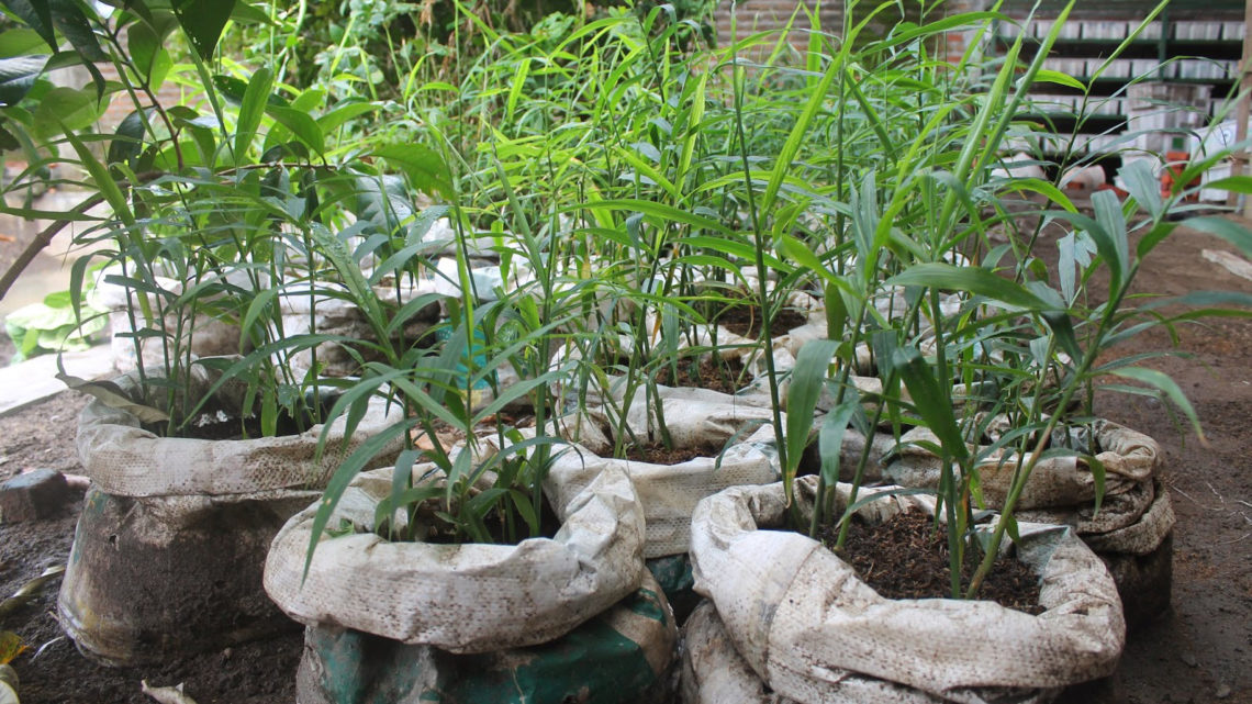 Melihat Rencana Pengembangan Bibit Jahe Merah di Bojonegoro