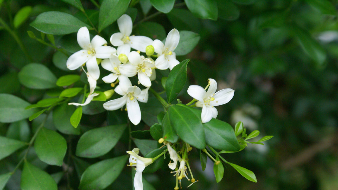 Memanfaatkan Daun Kemuning untuk Menurunkan Berat Badan