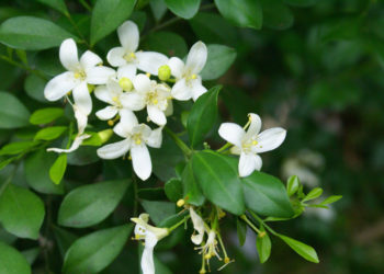 Memanfaatkan Daun Kemuning untuk Menurunkan Berat Badan