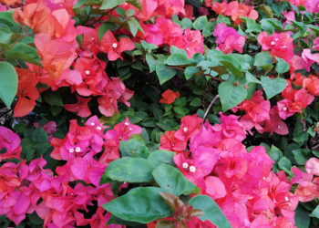 Hari Cinta Puspa dan Kekayaan Bojonegoro yang Kerap kita Lupakan