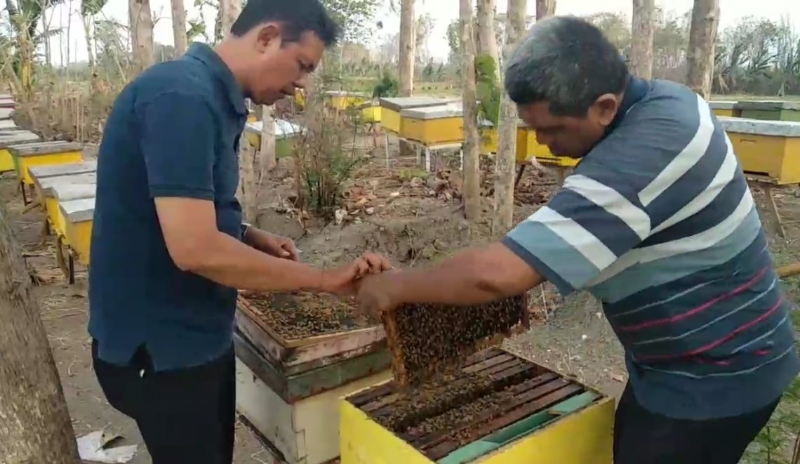 Mengintip Peternakan Lebah Madu di Bojonegoro