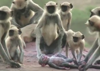 Belajar Berempati dari Monyet