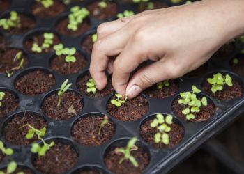 Menyambut Datangnya Musim Hujan dengan Menanam