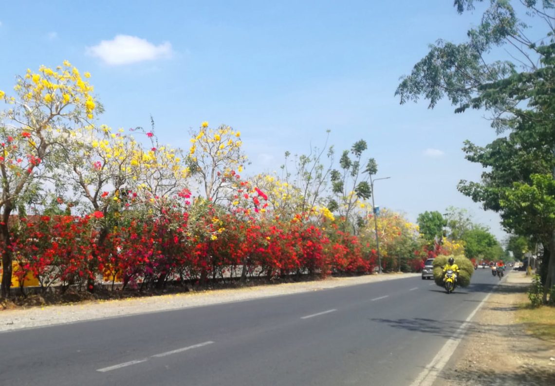 Mempercantik Kota Bojonegoro dengan Pohon Tabebuya