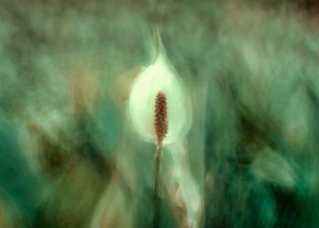 Dua Senjata Magis Jurnaba yang Harus Kamu Ketahui