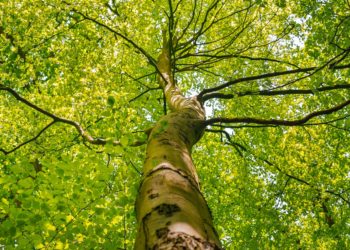 Yang Patah Tumbuh, Yang Tumbang (harus) Diganti