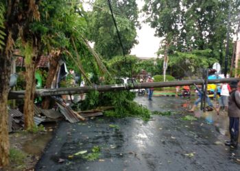 Terus Waspada terhadap Angin Kencang dan Pohon Tumbang di Bojonegoro