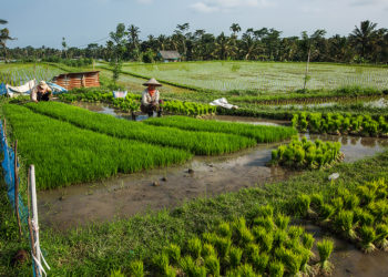 Meningkatkan Perekonomian Masyarakat Pedesaan melalui BUMDes