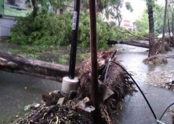 Misteri di Balik Maraknya Pohon Tumbang di Bojonegoro