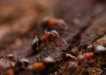 Retorika dan Kejujuran Semut yang Tak Ternilai