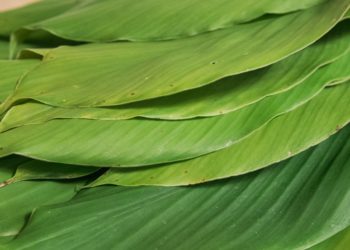 5 Manfaat Luar Biasa dari Daun Kunyit yang Mungkin Belum Kamu Ketahui