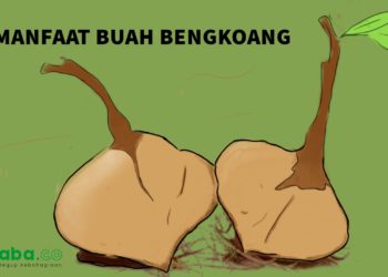 5 Manfaat Anti Mainstream Buah Bengkoang bagi Anak Muda