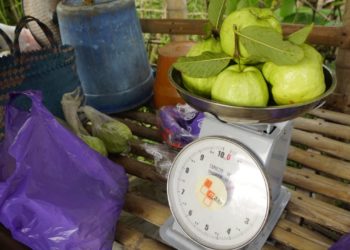 5 Manfaat Kesehatan Jambu Kristal khas Bojonegoro