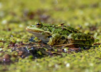 Selain Ular, 5 Hewan ini Juga Sering Muncul usai Hujan Deras