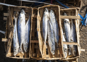 Fakta Ikan Pindang yang Wajib Kamu Tahu